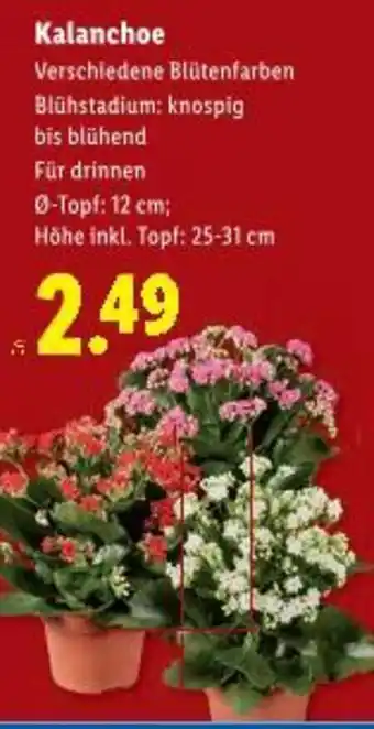 Lidl Kalanchoe Angebot