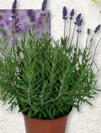 Bauhaus Lavendel Angebot