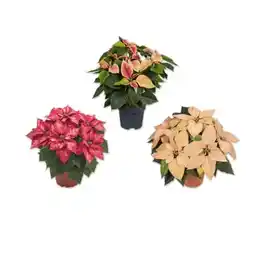 Lidl Weihnachtsstern Premium versch. Blütenfarben Lidl Angebot