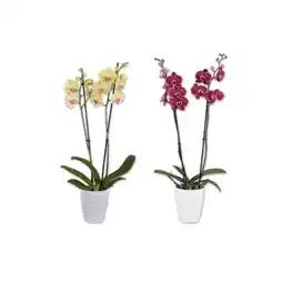 Lidl Orchidee 2-Trieber im Keramiktopf versch. Topf- und Blütenfarben Lidl Angebot