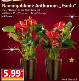 Norma Flamingoblume Anthurium Angebot