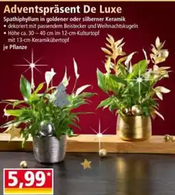 Norma Adventspräsent De Luxe Angebot