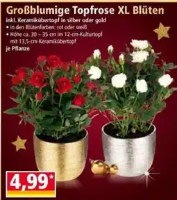 Norma Großblumige Topfrose XL Blüten Angebot