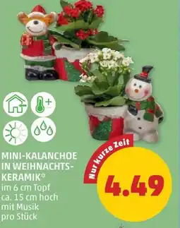 PENNY Mini-kalanchoe in weihnachts- keramik Angebot