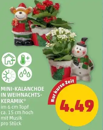 PENNY Mini-kalanchoe in weihnachts- keramik Angebot