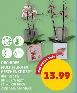 PENNY Orchidee multiflora in geschenkdose Angebot
