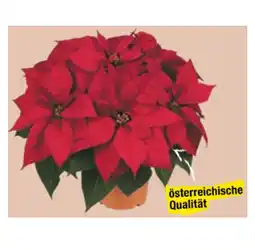 Maximarkt Weihnachtsstern Maximarkt Angebot