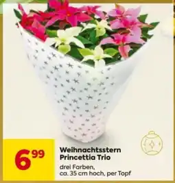 Billa Weihnachtsstern Princettia Trio Angebot