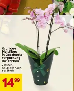 Billa Orchidee multiflora in geschenks verpackung Angebot