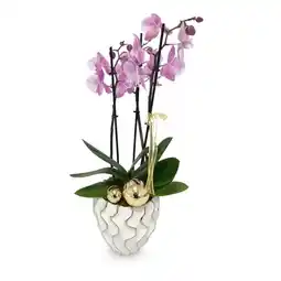 Hofer Exklusive Orchidee div. Sondersorten HOFER Angebot