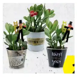 Hofer Geldbaum HOFER Angebot