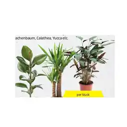 Hofer Grünpflanze im 19-cm-Topf versch. Sorten HOFER Angebot