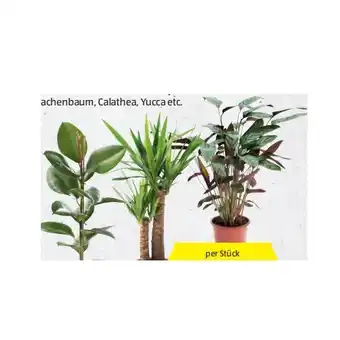 Hofer Grünpflanze im 19-cm-Topf versch. Sorten HOFER Angebot