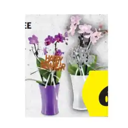 Hofer Mini-Orchidee Xmas/Silvester HOFER Angebot