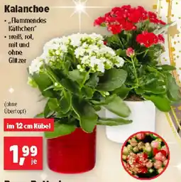 Thomas Philipps Kalanchoe Angebot