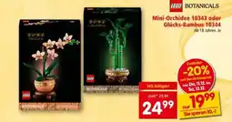 Interspar Mini-Orchidee 10343 oder Glücks-Bambus 10344 Angebot