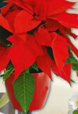 Hellweg Plantiflor Weihnachtsstern Euphorbia pulcherrima Angebot