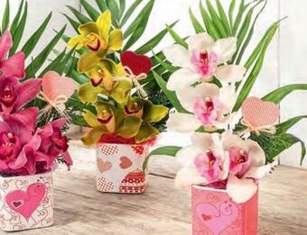 Norma Orchideengesteck Angebot