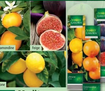 Norma Mediterrane Pflanzen Angebot
