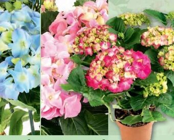 Norma Premium Hortensie Angebot