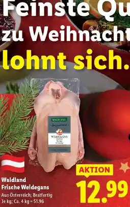 Lidl Fischerstolz im Ganzen Angebot