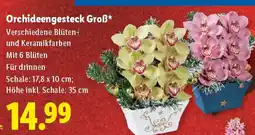 Lidl Orchideengesteck groß Angebot
