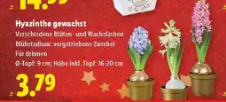 Lidl Hyazinthe gewachst Angebot