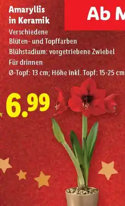 Lidl Amaryllis in keramik Angebot
