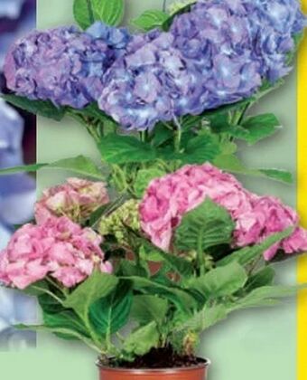 Norma Hortensie Angebot