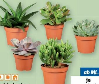 Lidl Sukkulenten Angebot