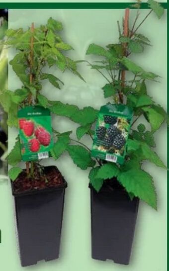 Norma Himbeeren Angebot