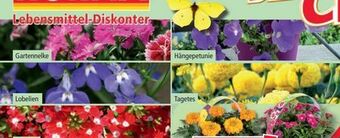 Norma Exklusive Beetpflanzen Angebot