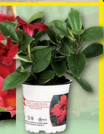 Norma Dipladenia Angebot