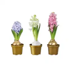 Lidl Hyazinthe gewachst Verschiedene Blüten- und Wachsfarben Lidl Angebot