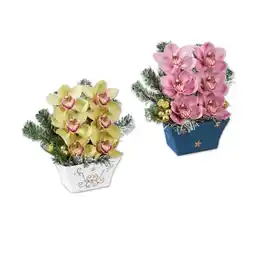 Lidl Orchideengesteck groß versch. Blüten- und Keramikfarben Lidl Angebot