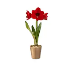 Lidl Amaryllis in Keramik Verschiedene Blüten- und Topffarben Lidl Angebot