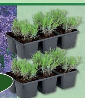 Norma Lavendel Angebot