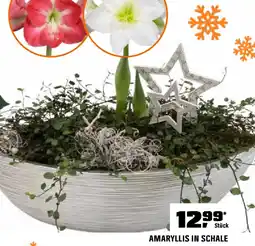 OBI Amaryllis in schale Angebot