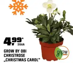 OBI Grow by obi christrose christmas carol Angebot