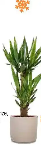 OBI Yucca-palme Angebot