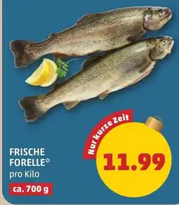 PENNY Frische forelle Angebot