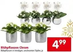 Interspar Blühpflanzen Chrom Angebot