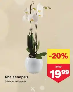 MPreis Phalaenopsis Angebot
