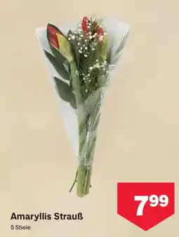 MPreis Amaryllis Strauß Angebot