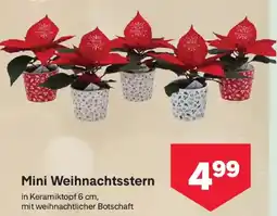 MPreis Mini Weihnachtsstern Angebot
