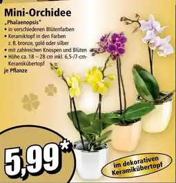 Norma Mini-Orchidee Phalaenopsis Angebot