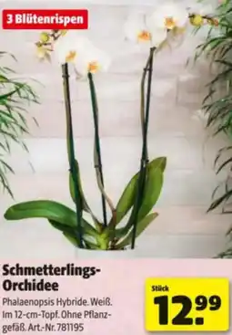 Hagebau Schmetterlings- Orchidee Angebot