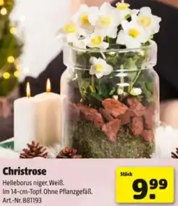 Hagebau Christrose Angebot
