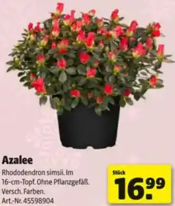 Hagebau Azalee Angebot