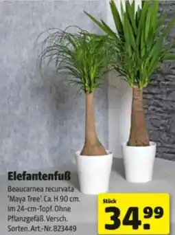 Hagebau Elefantenfuß Angebot